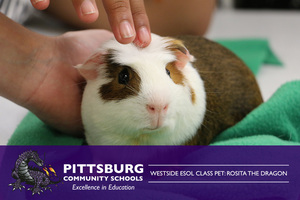 Westside ESOL Class Pet: Rosita the Dragon